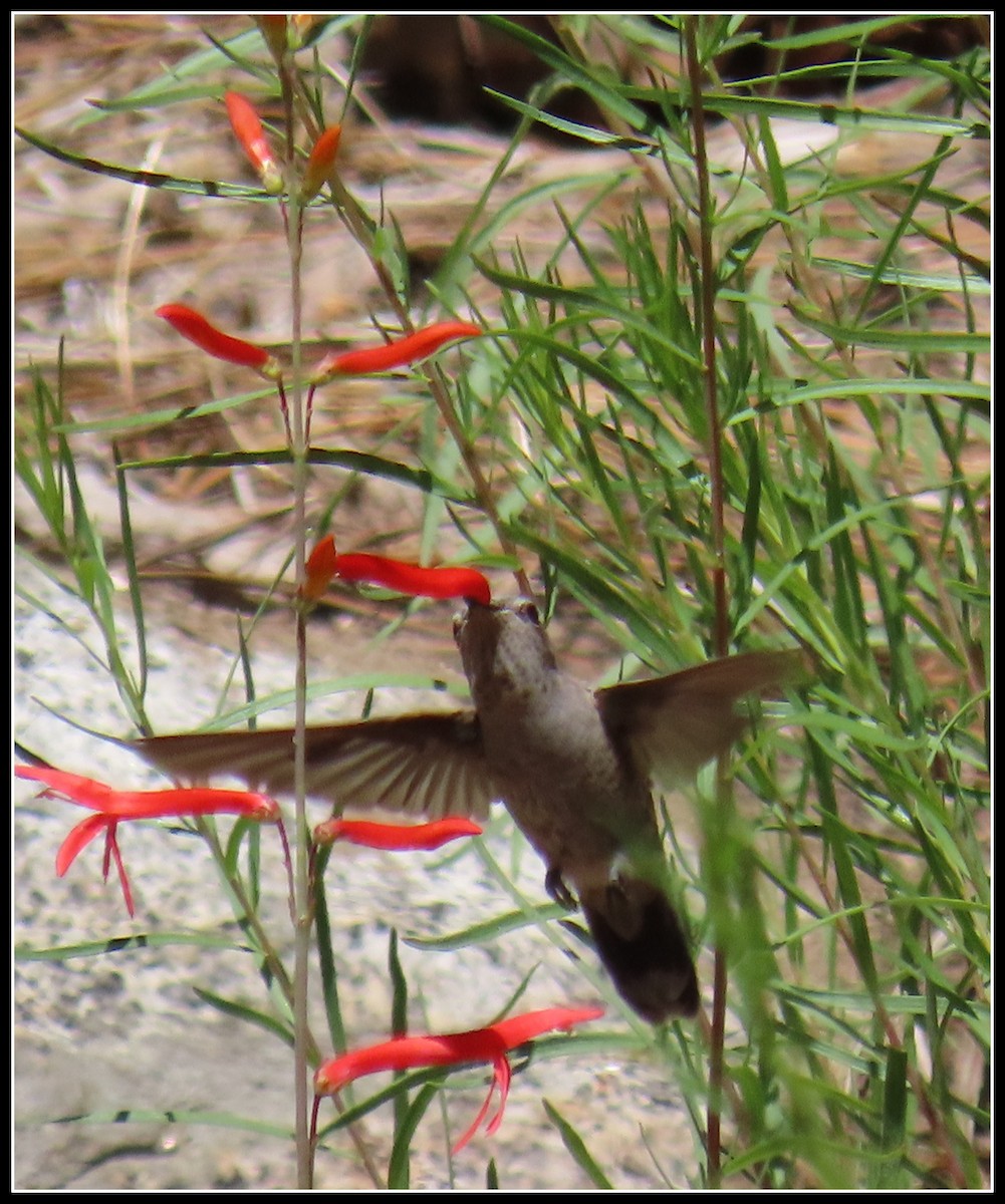 Anna's Hummingbird - ML621183781