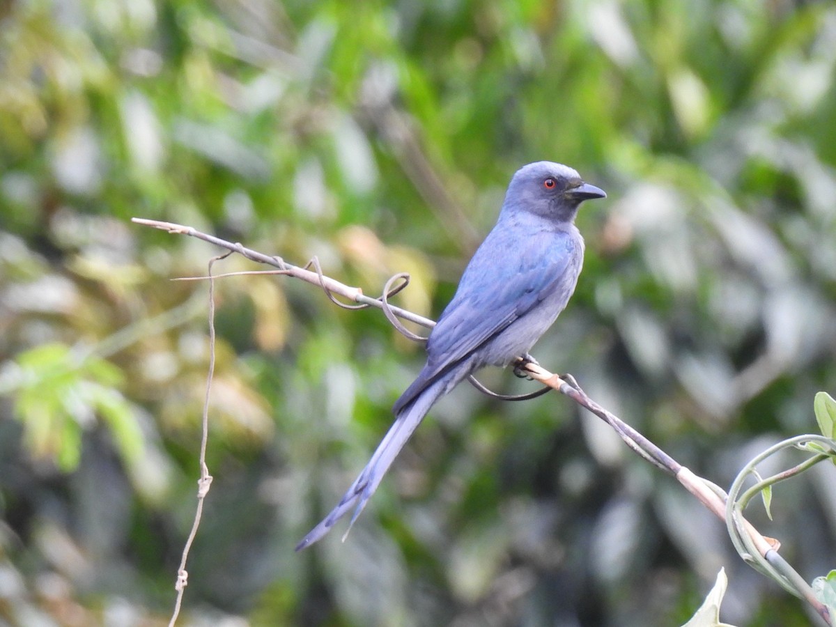 Drongo cendré (groupe leucophaeus) - ML621183796