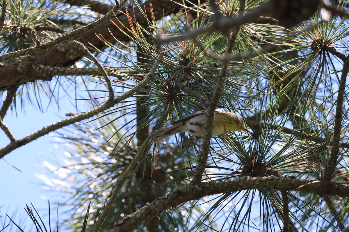 Pine Warbler - ML621183815