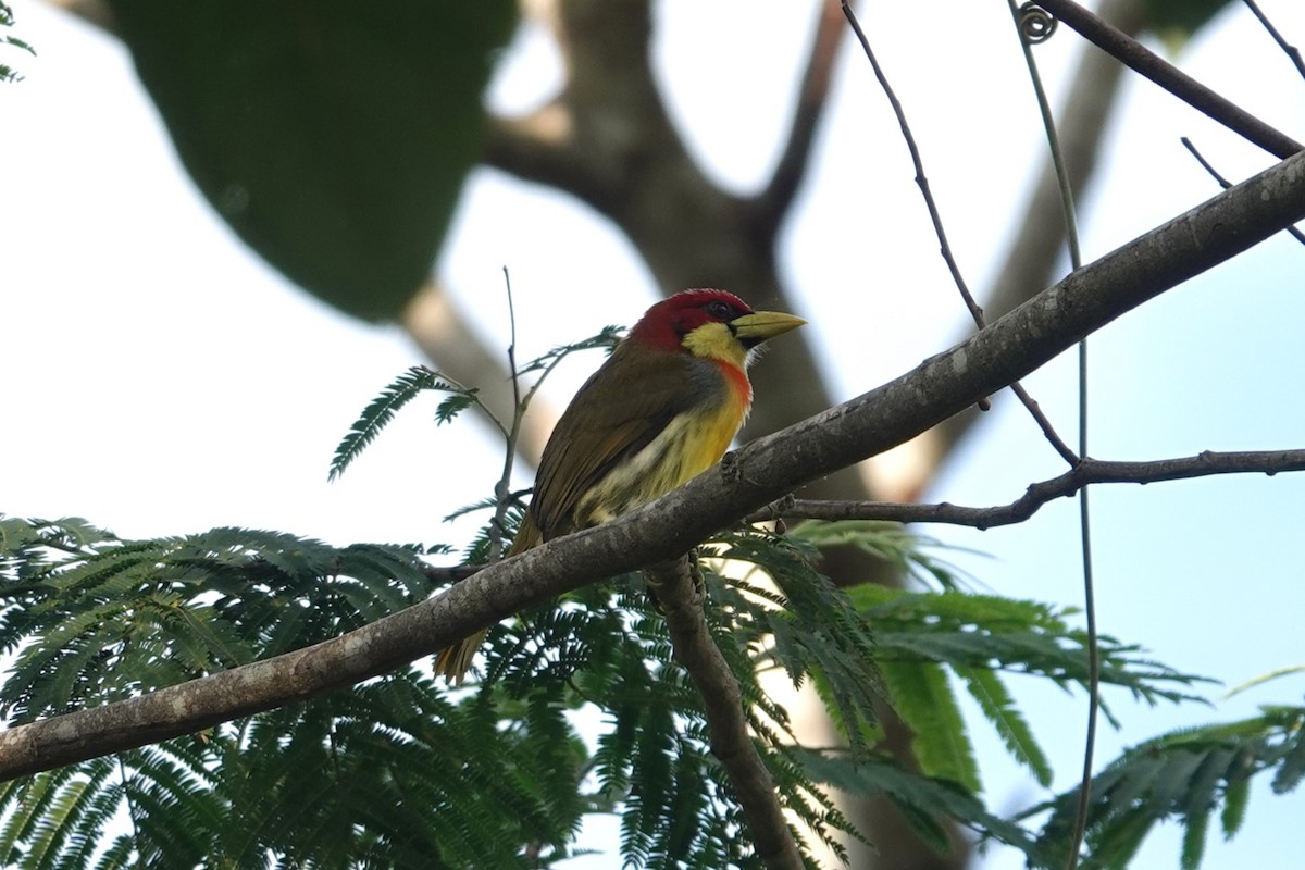 Scarlet-hooded Barbet - Toby Holmes