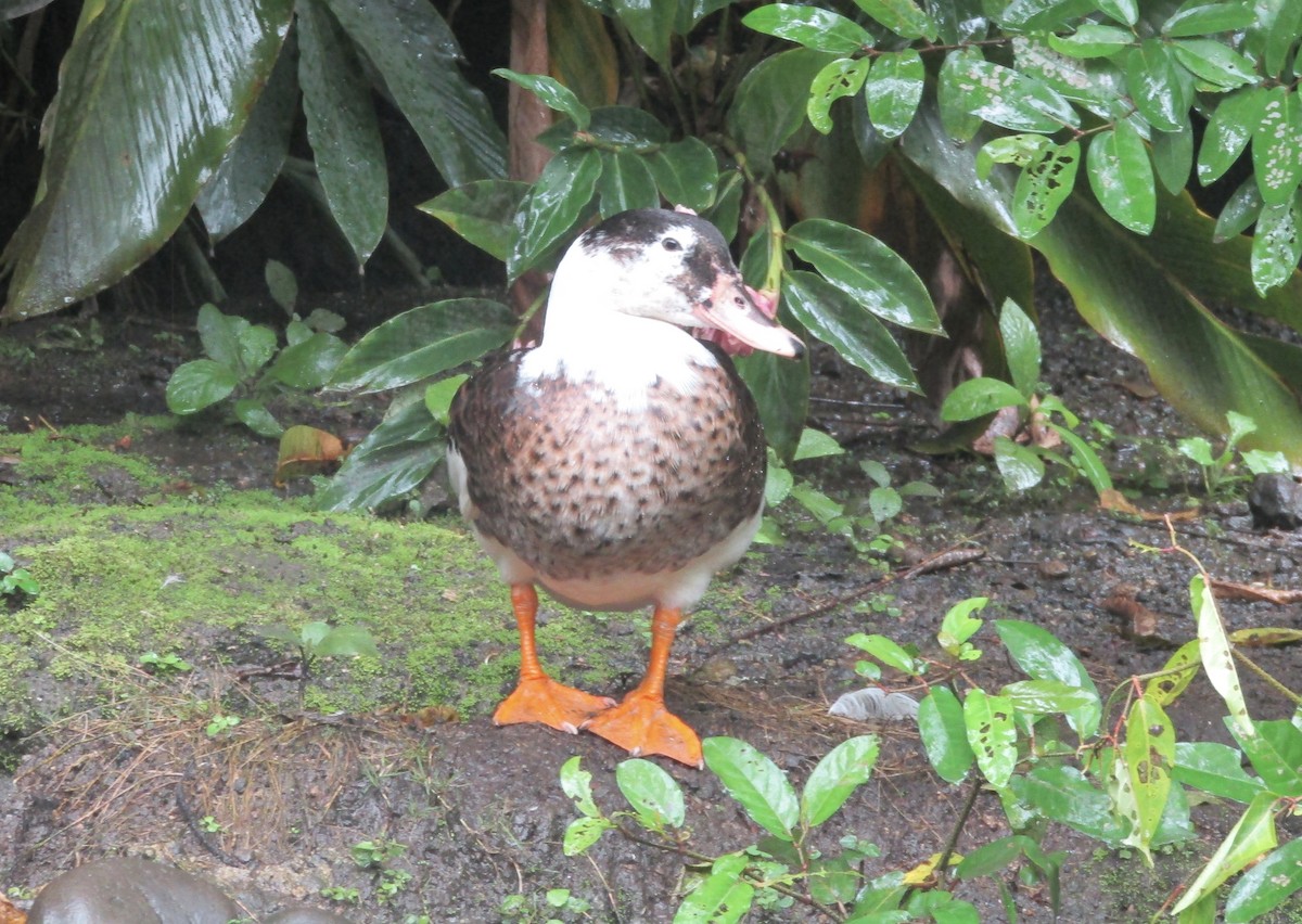 Muscovy Duck (Domestic type) - ML621183850