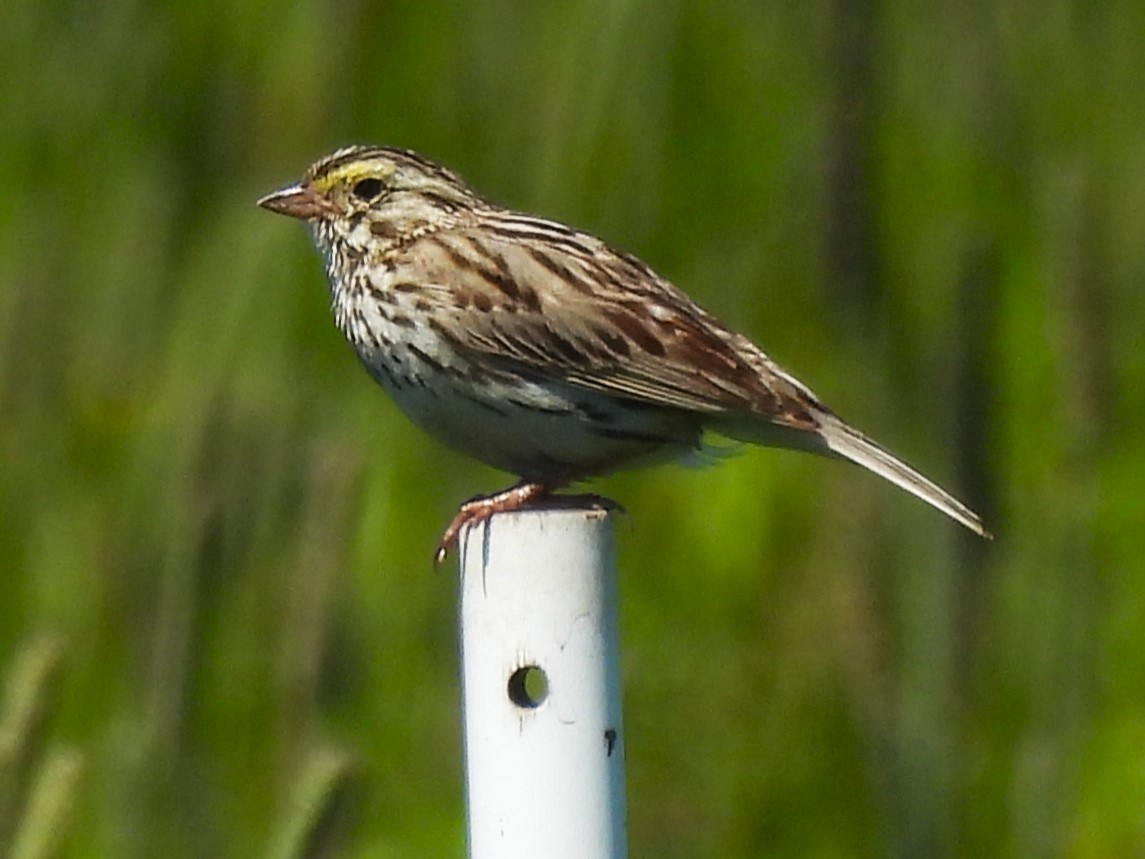 Savannah Sparrow - ML621183865