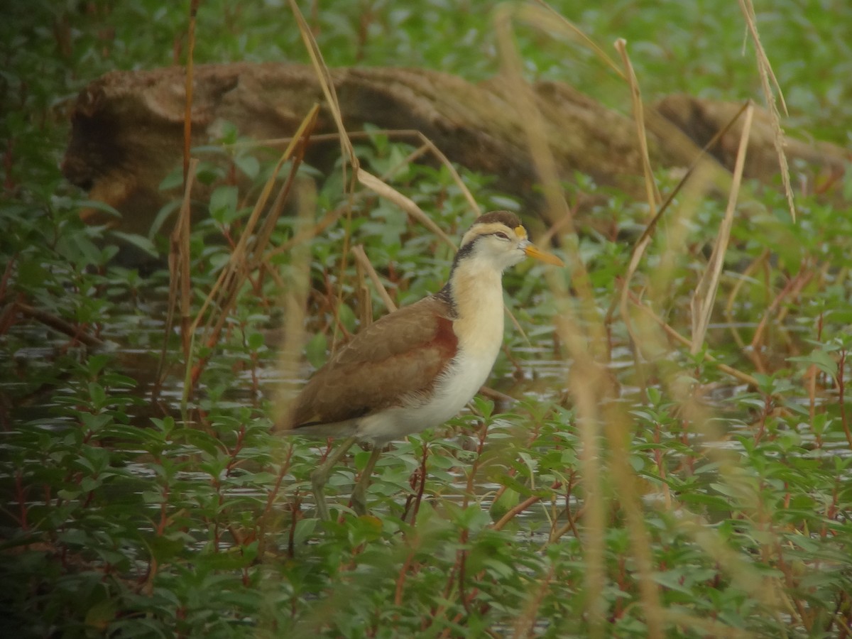 Northern Jacana - ML621183866