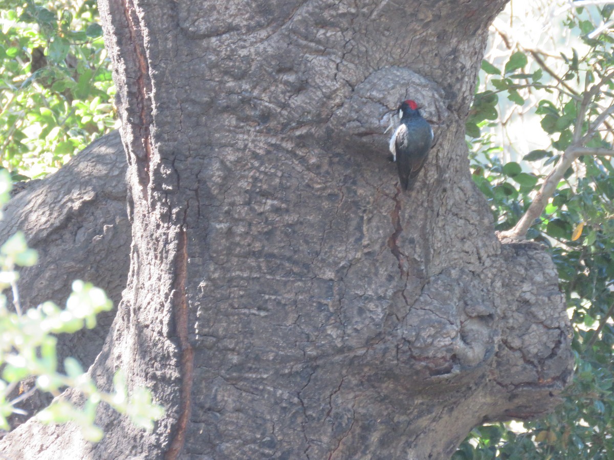Acorn Woodpecker - ML621183872