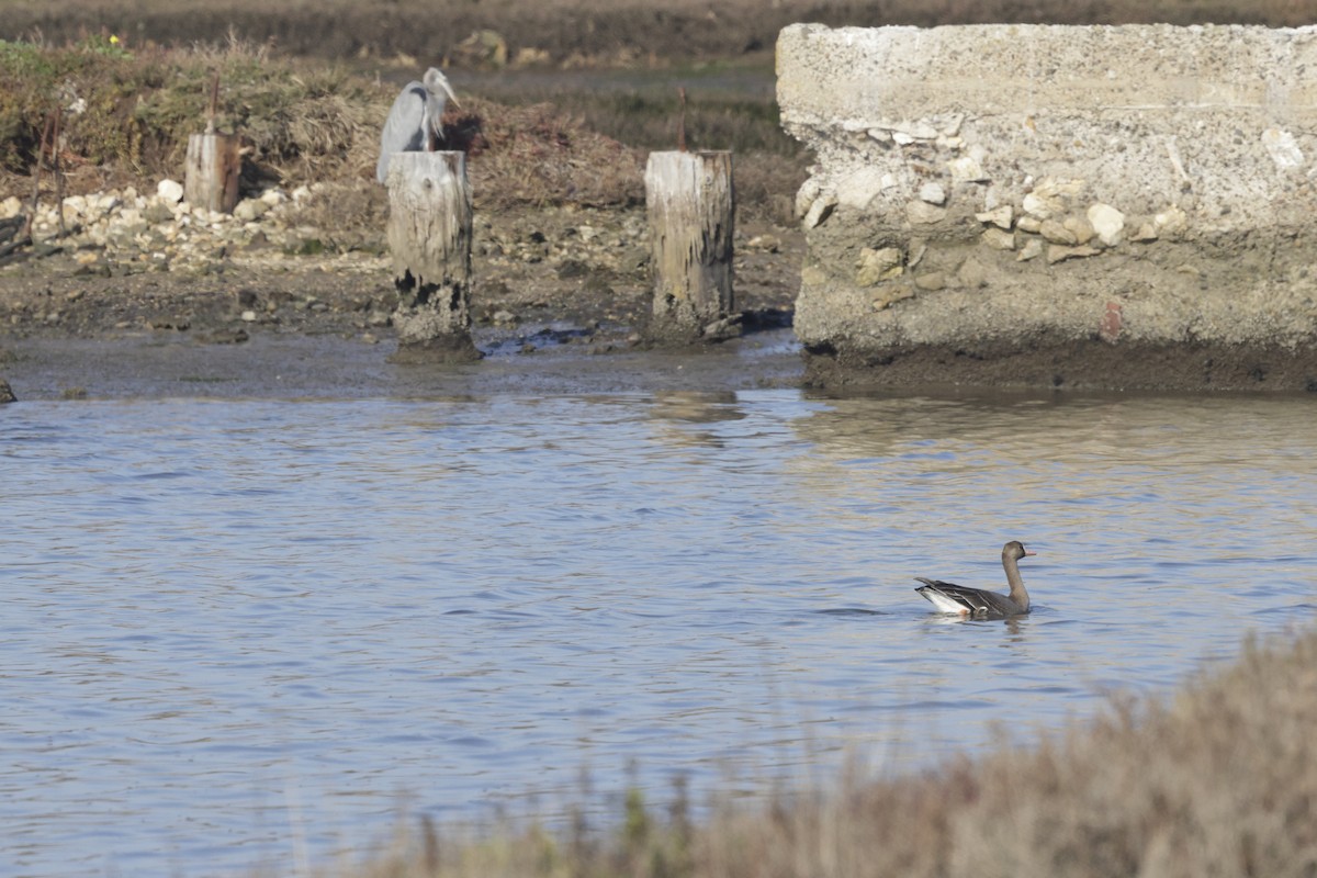 Greater White-fronted Goose - ML621183882