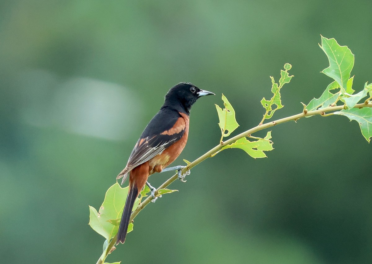 Orchard Oriole - ML621183884
