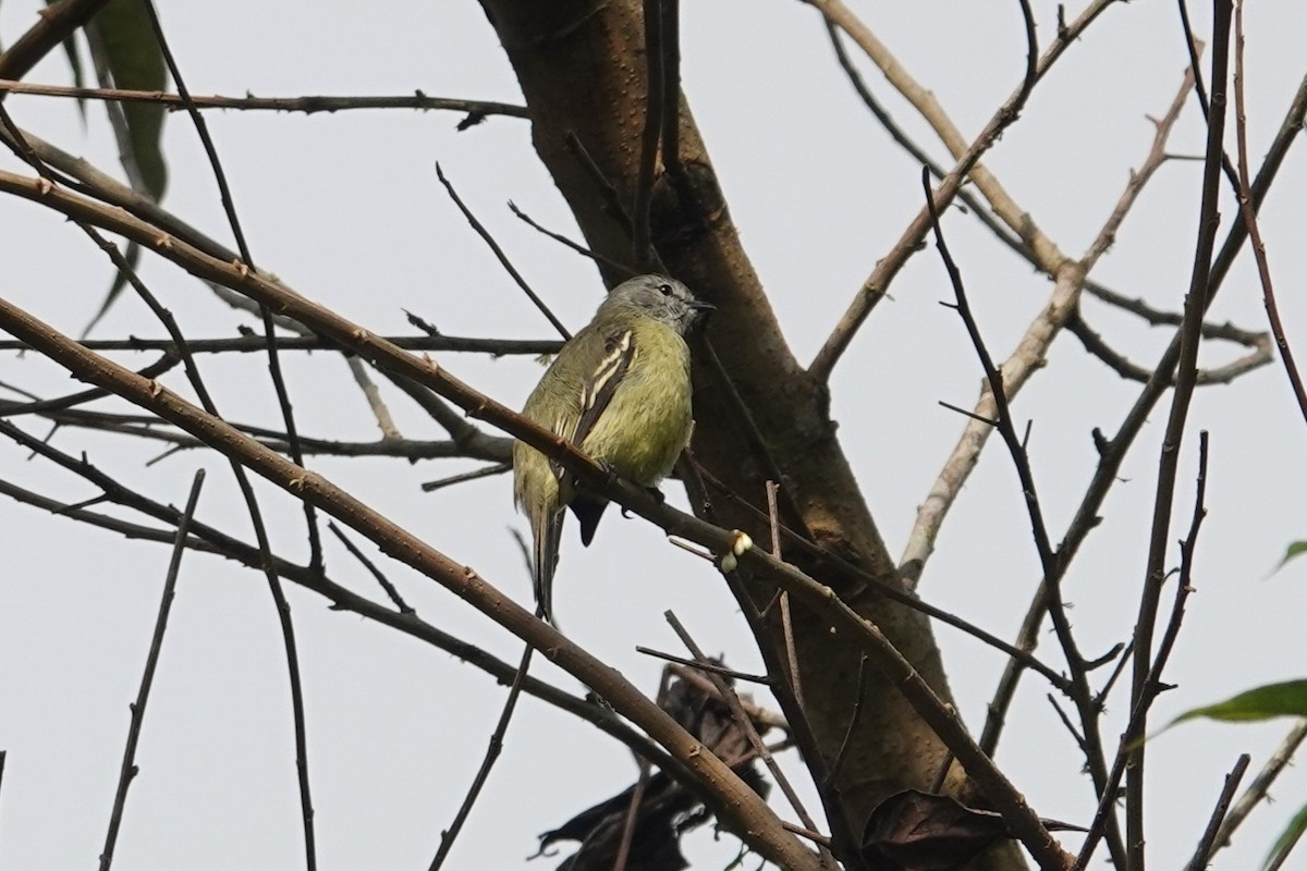 Yellow-crowned Tyrannulet - ML621183907
