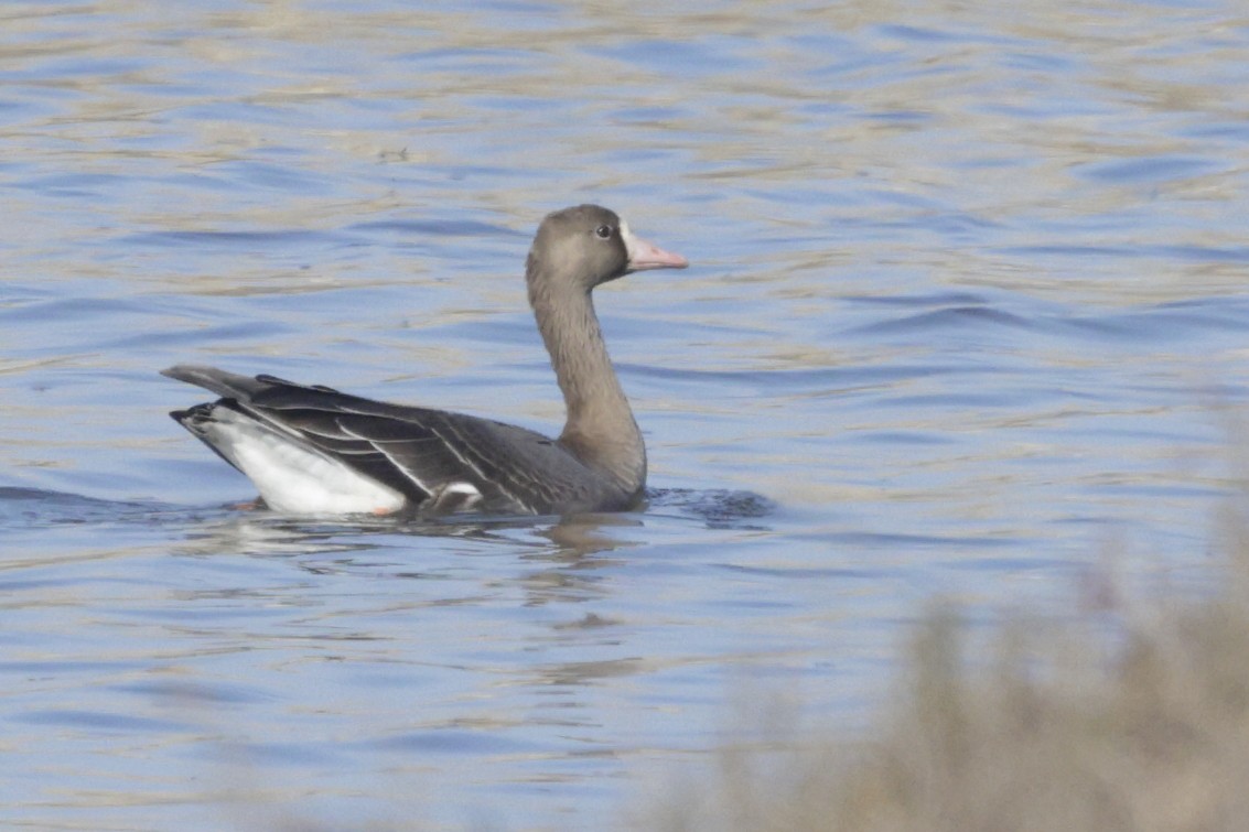Greater White-fronted Goose - ML621183915