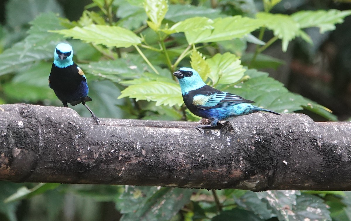 Blue-necked Tanager - ML621183976