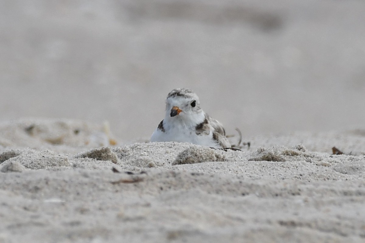 Piping Plover - ML621183977
