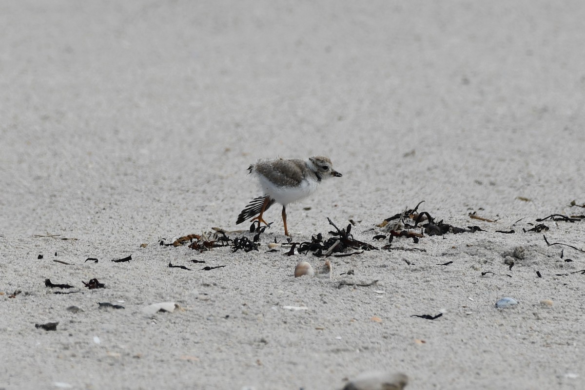 Piping Plover - ML621183978
