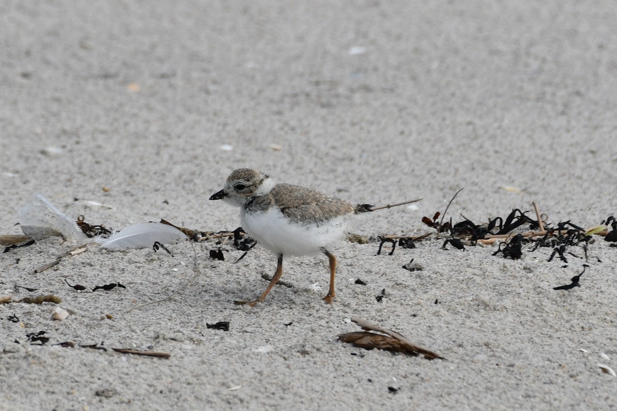 Piping Plover - ML621183979