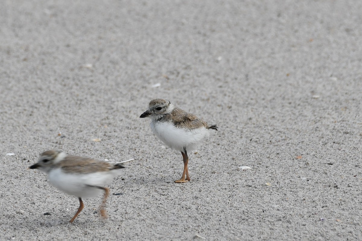 Piping Plover - ML621183980