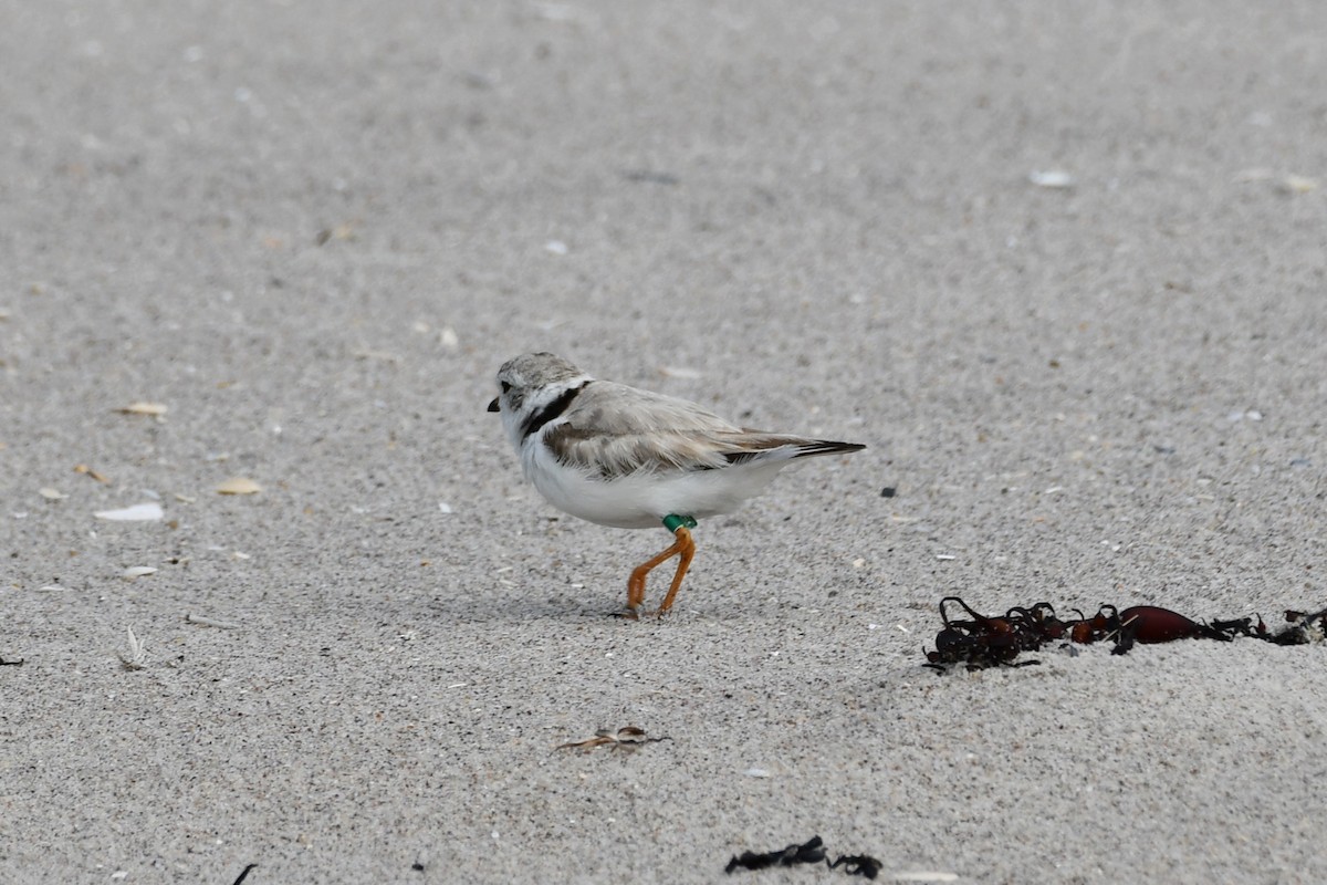 Piping Plover - ML621183981