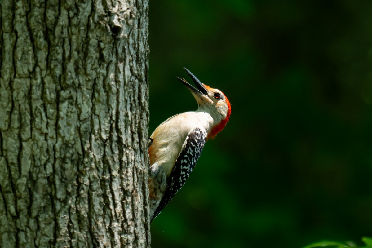 Red-bellied Woodpecker - ML621183986