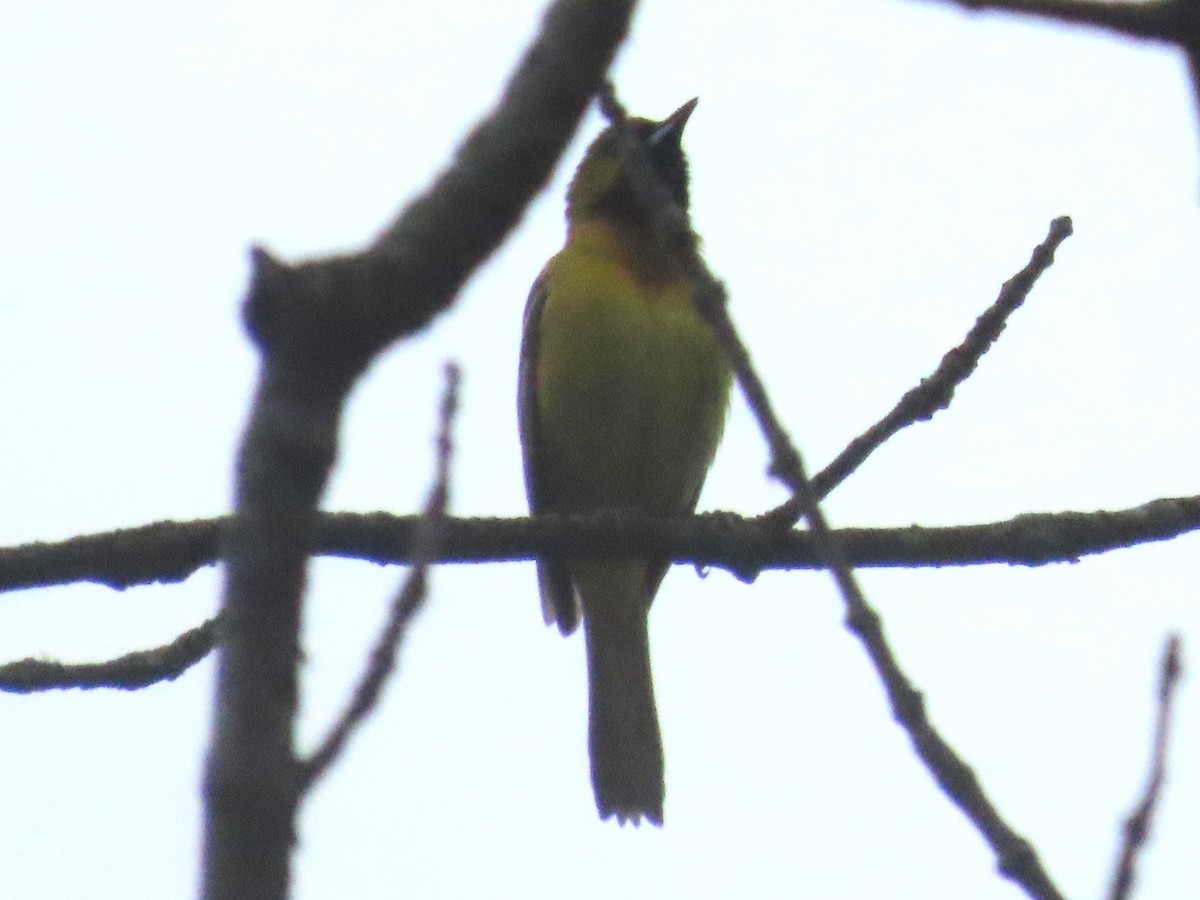 Orchard Oriole - ML621183992