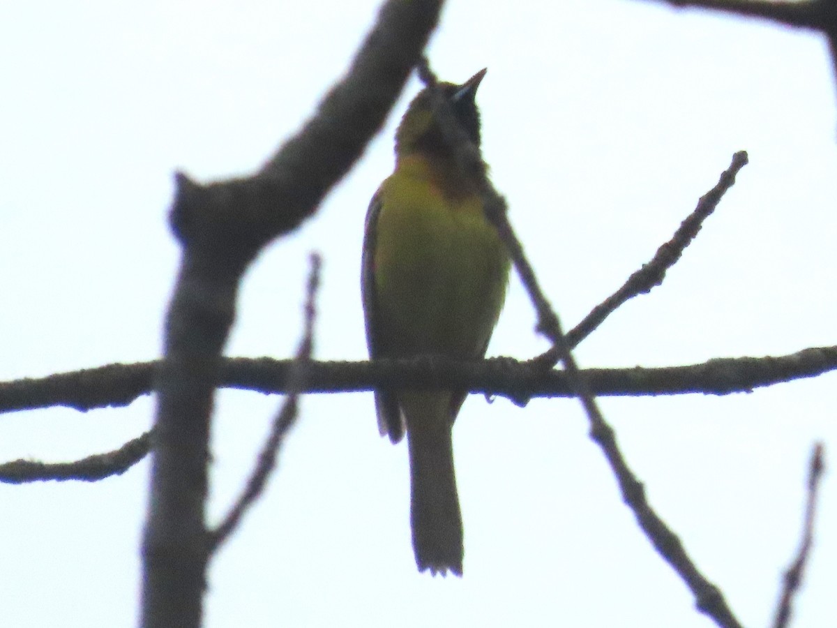 Orchard Oriole - Teresa Noel