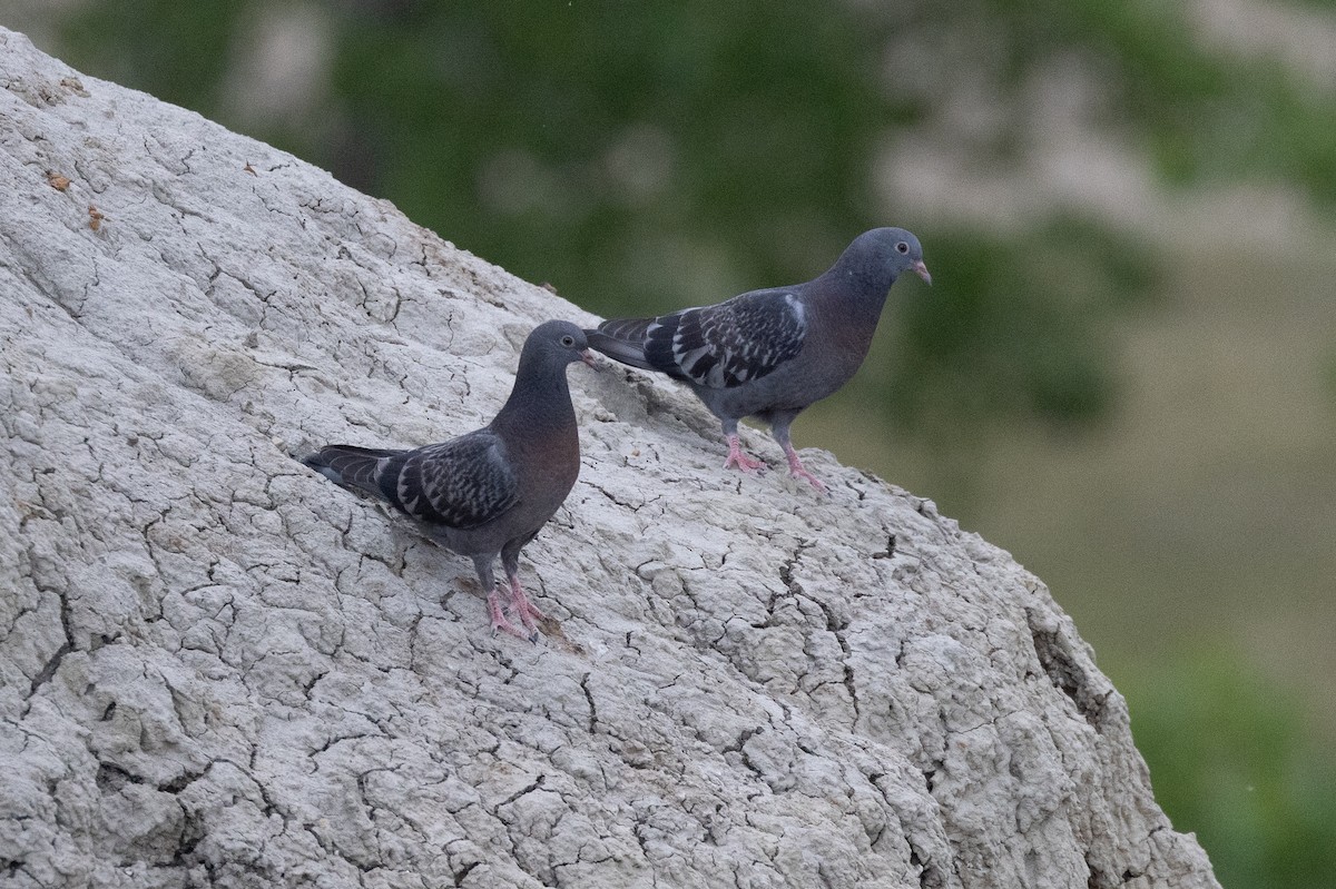 Pigeon biset (forme domestique) - ML621183999