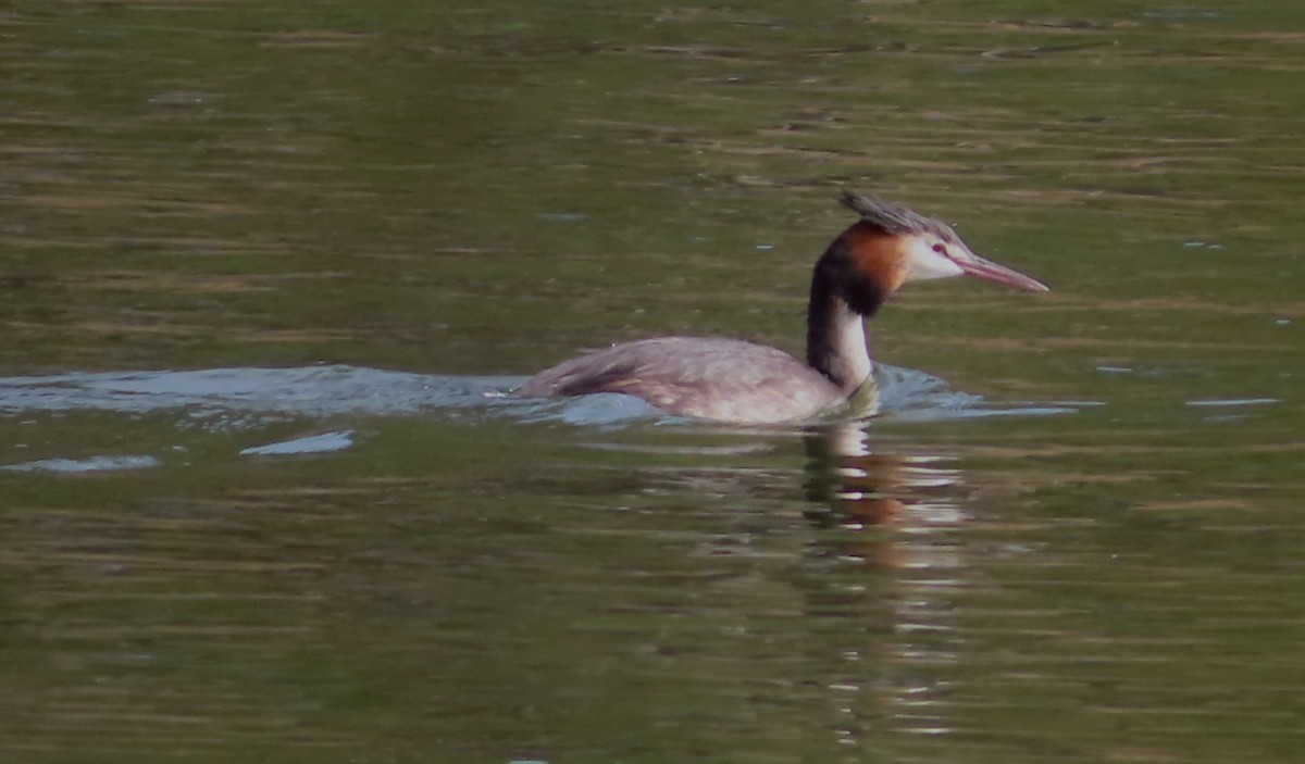 Great Crested Grebe - ML621184009