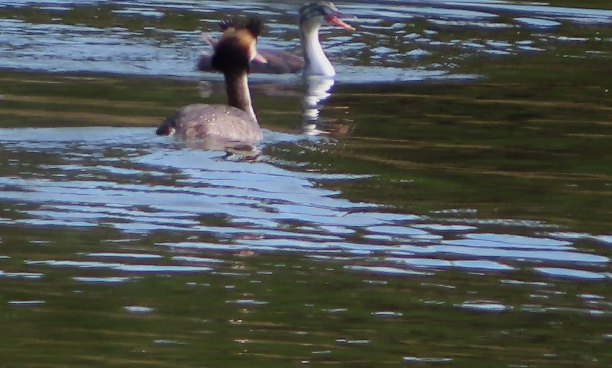 Great Crested Grebe - ML621184016