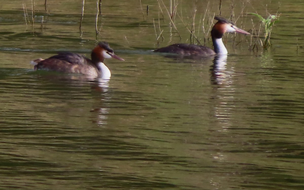 Great Crested Grebe - ML621184027