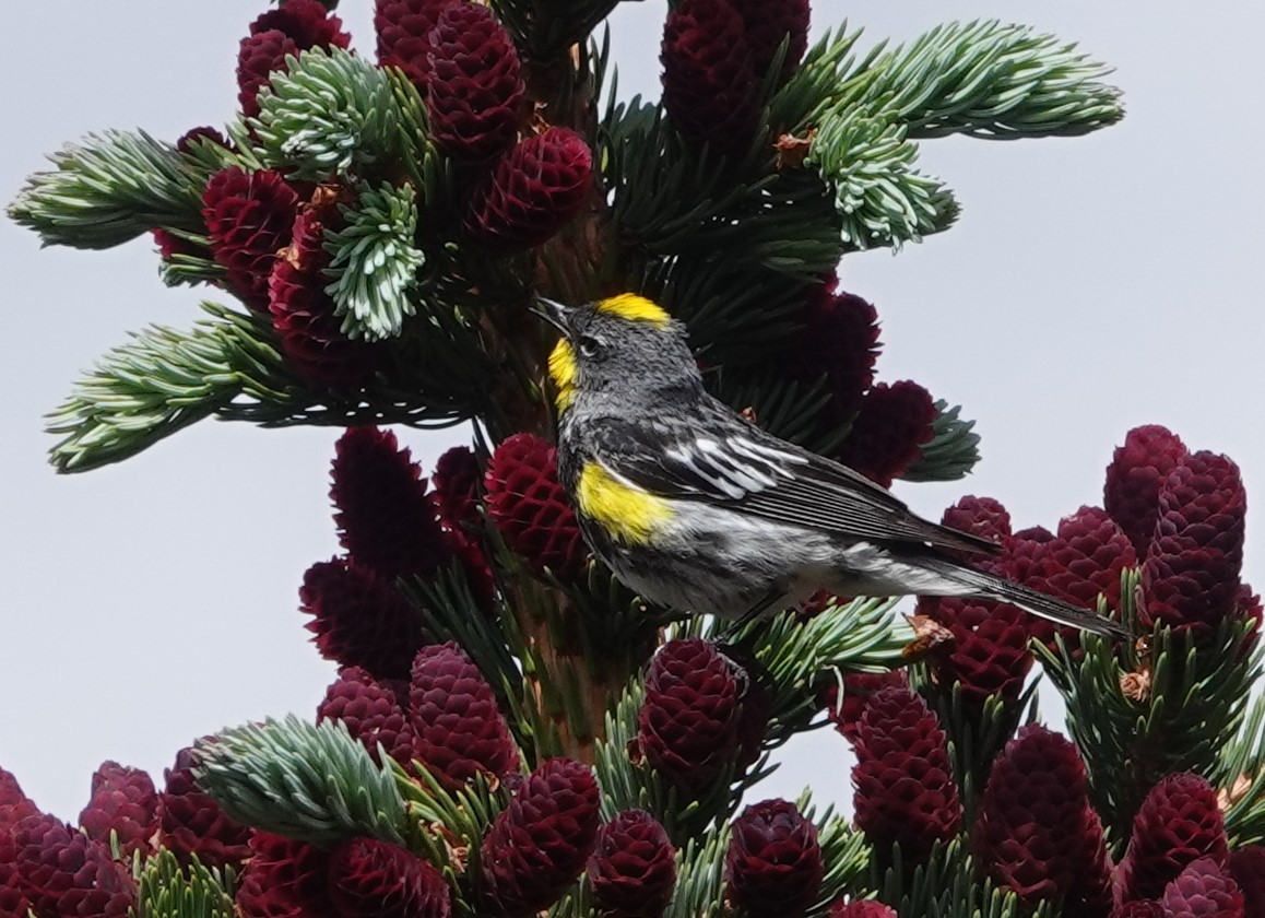 Yellow-rumped Warbler (Audubon's) - ML621184056