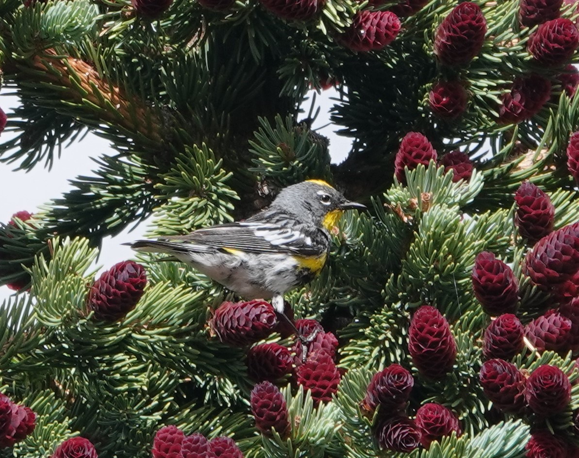 Yellow-rumped Warbler (Audubon's) - ML621184063