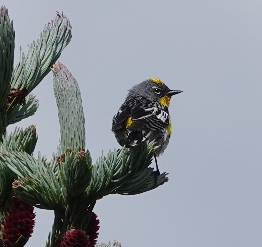 Yellow-rumped Warbler (Audubon's) - ML621184068