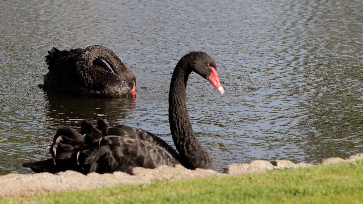 Black Swan - ML621184095