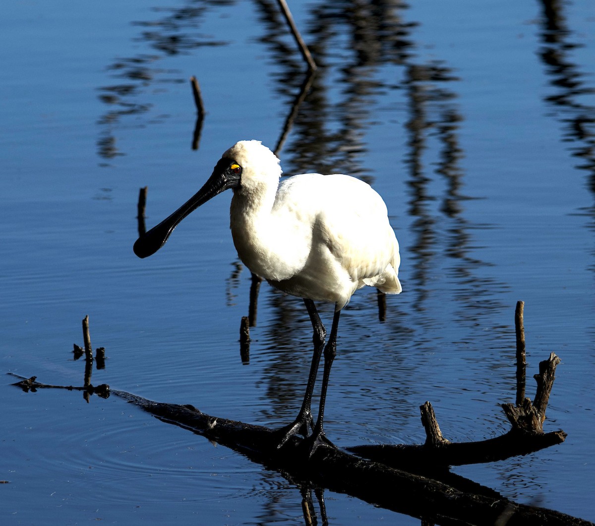 Espátula Real - ML621184108