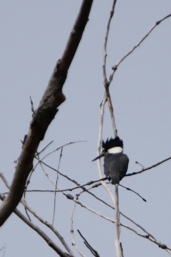 Belted Kingfisher - ML621184113