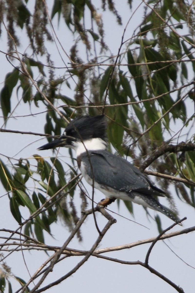 Belted Kingfisher - ML621184114