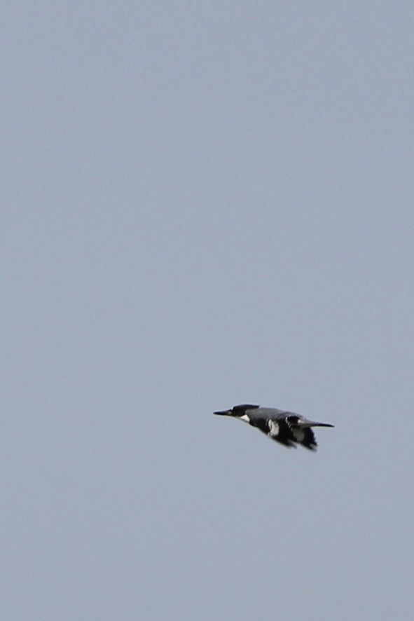 Belted Kingfisher - ML621184116