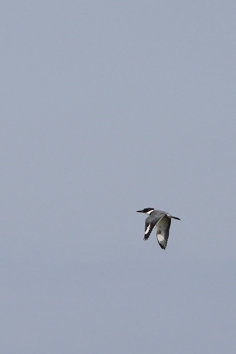 Belted Kingfisher - ML621184117