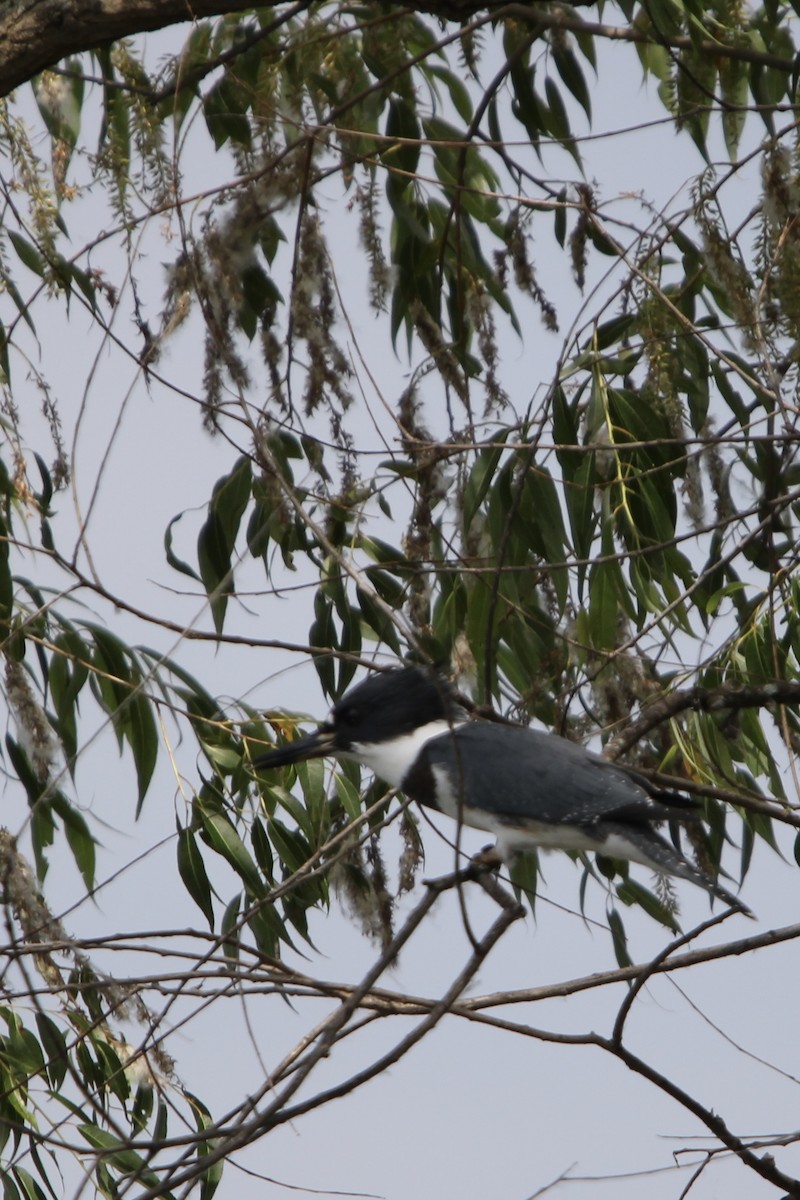 Belted Kingfisher - ML621184118