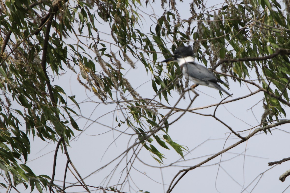 Belted Kingfisher - ML621184119