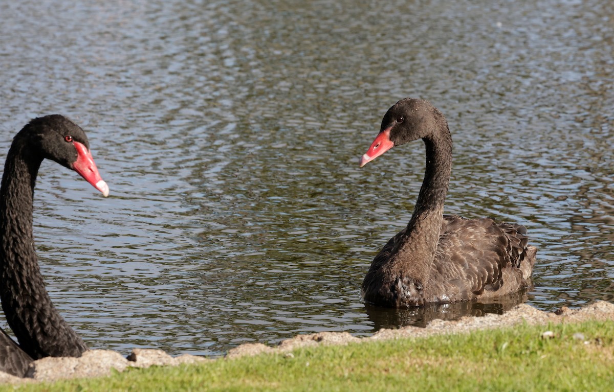 Black Swan - ML621184120