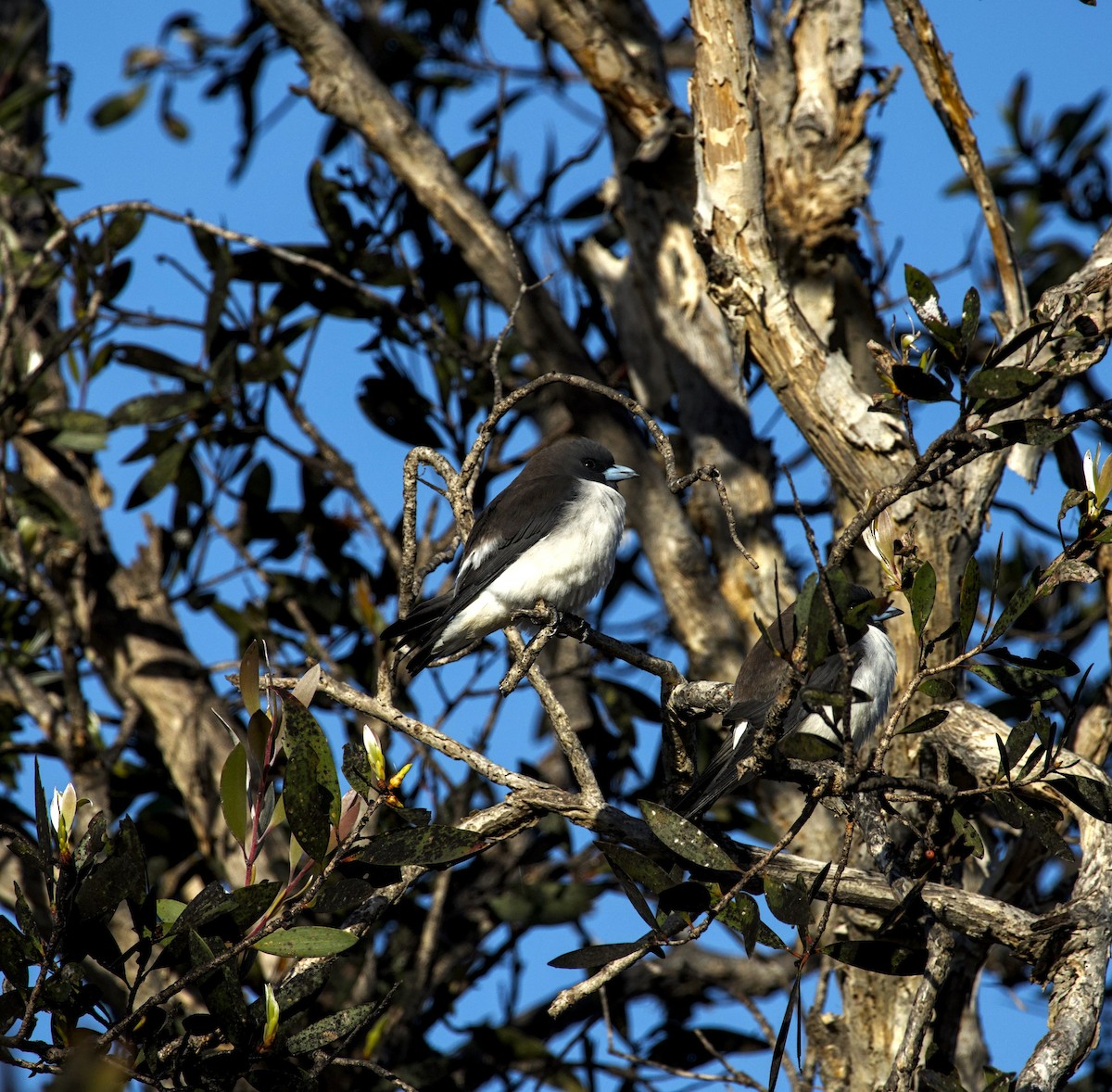 White-breasted Woodswallow - ML621184124