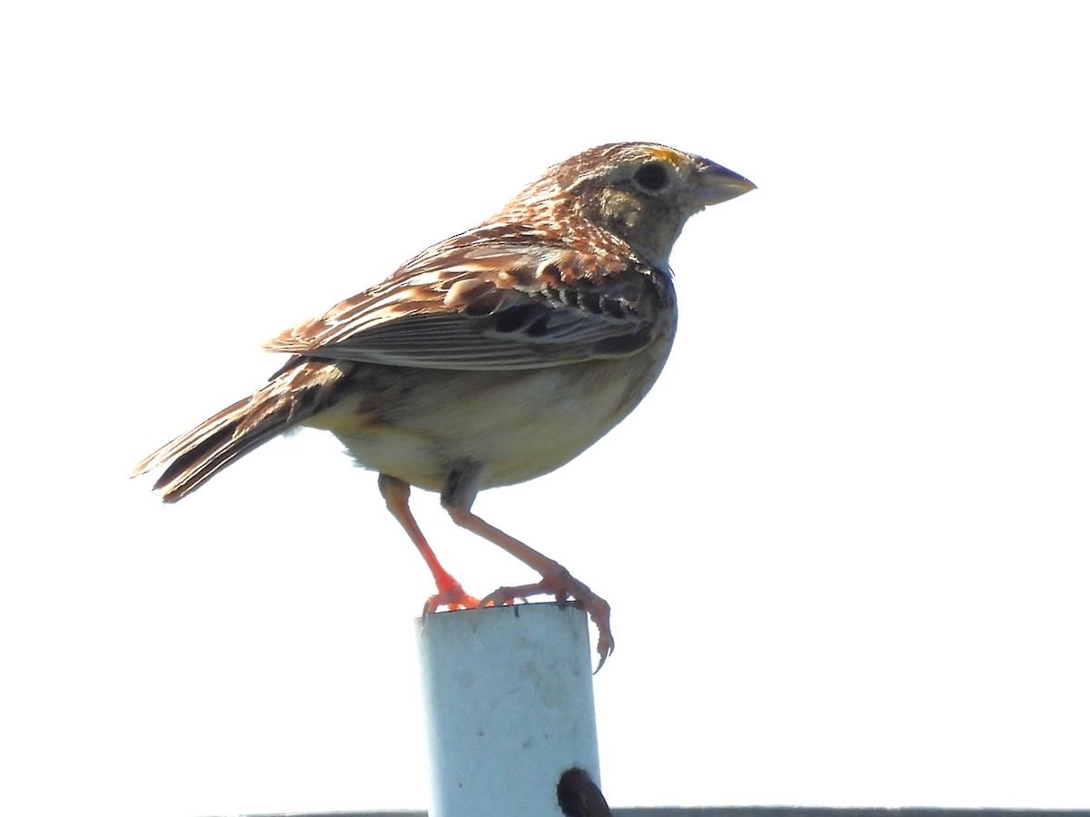 Grasshopper Sparrow - ML621184125