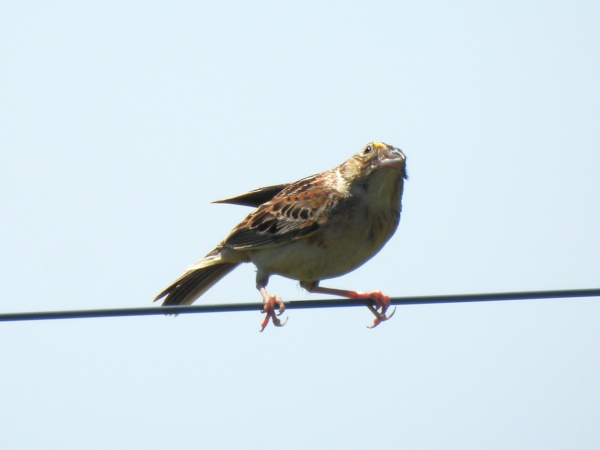 Grasshopper Sparrow - ML621184126