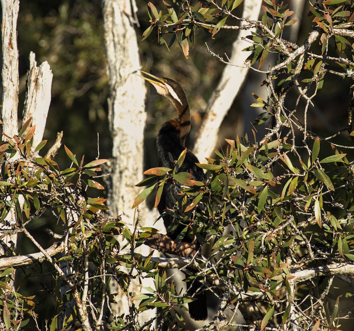 Austral-Schlangenhalsvogel - ML621184128