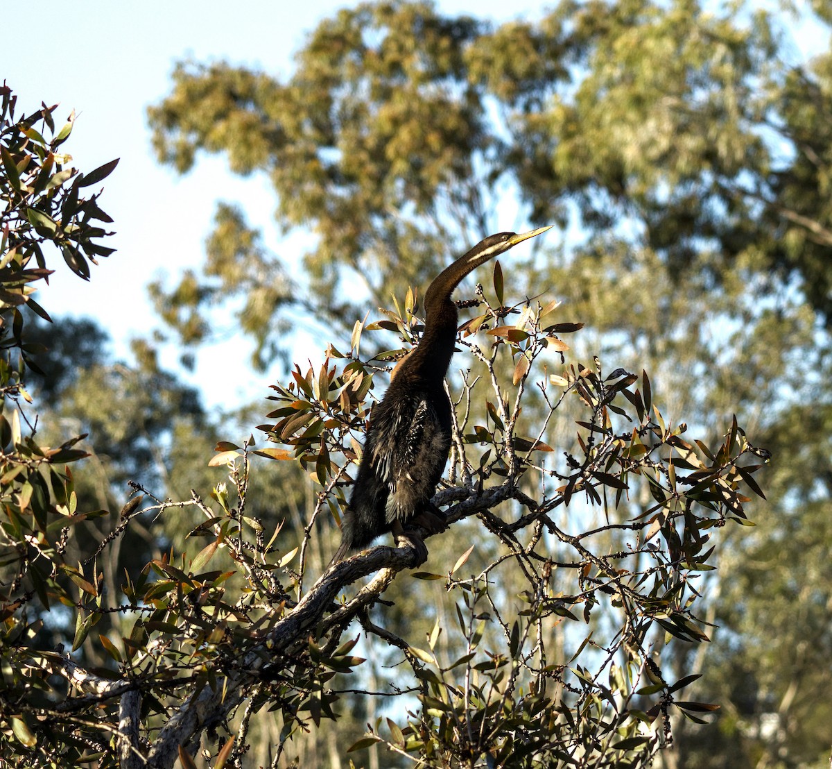 Austral-Schlangenhalsvogel - ML621184134
