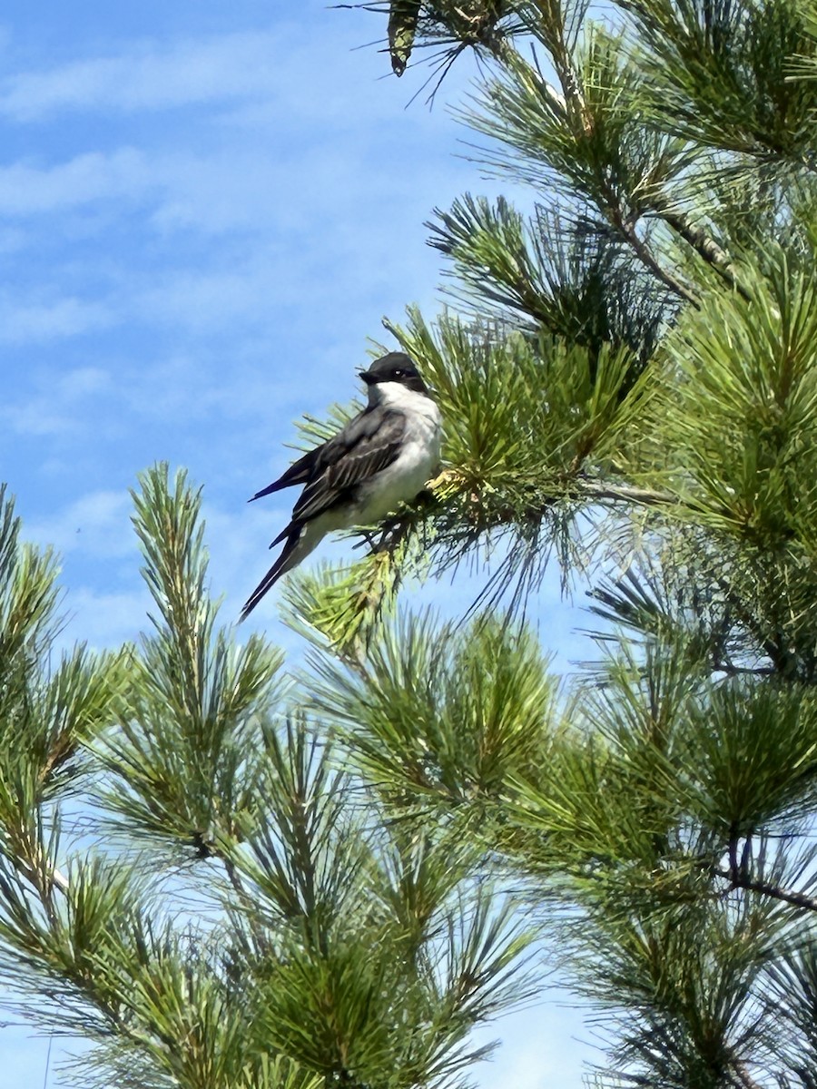 Eastern Kingbird - ML621184155