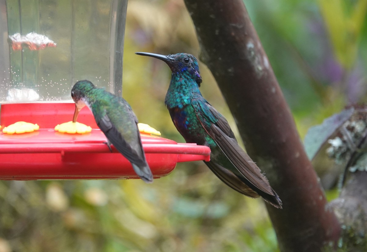 kolibřík modrolící - ML621184185