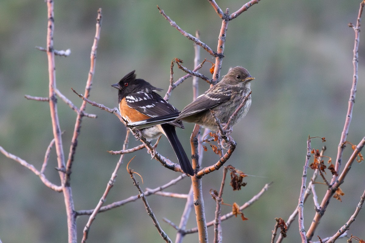 Spotted Towhee - ML621184207
