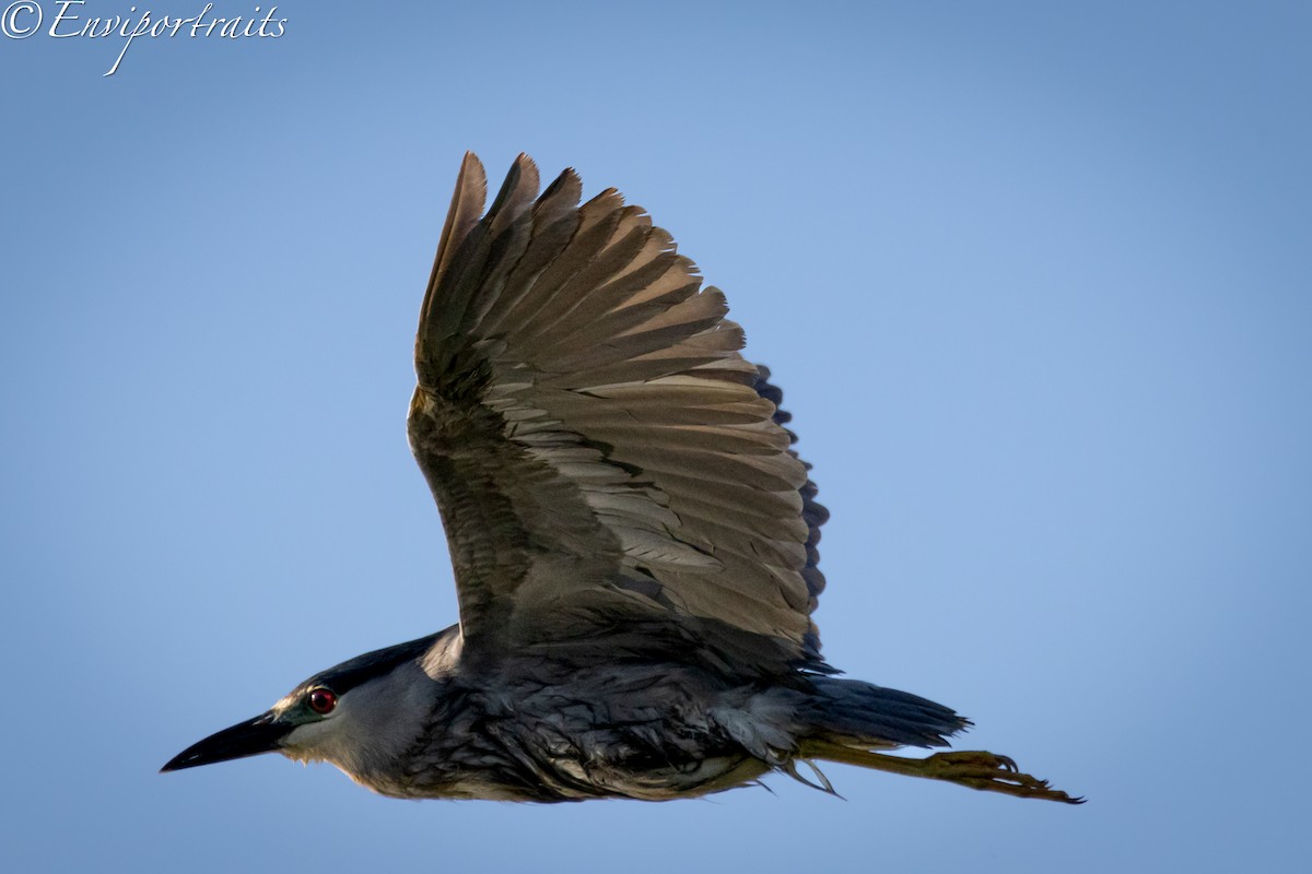 Black-crowned Night Heron - ML621184210