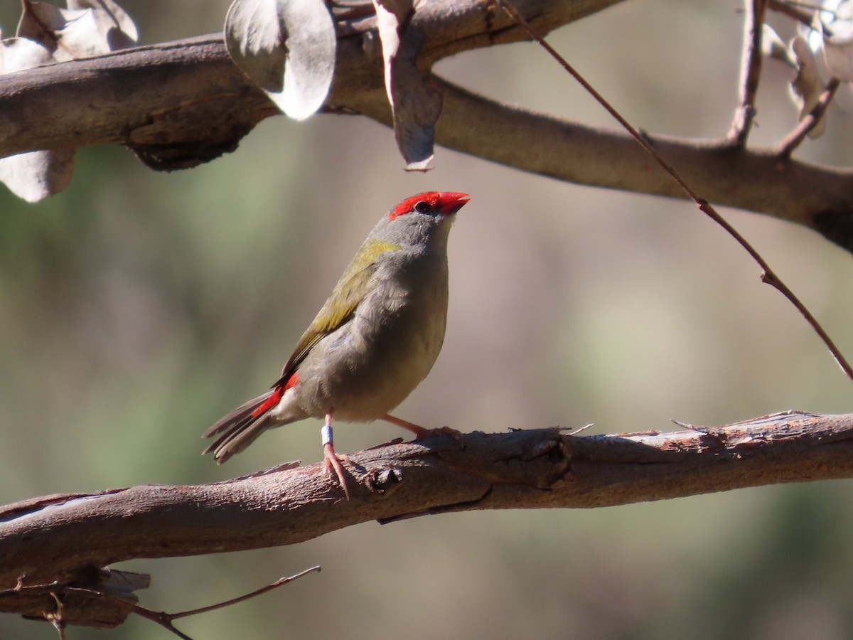 Red-browed Firetail - ML621184211