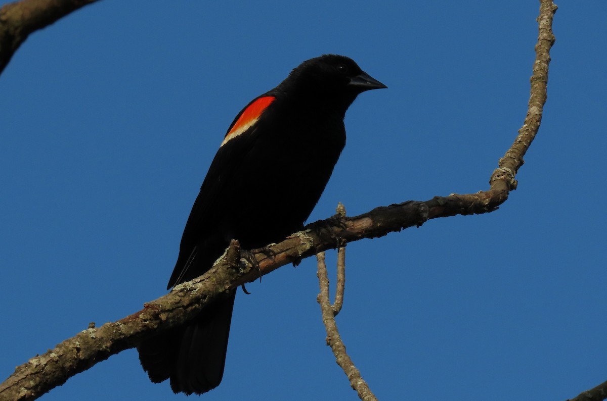 Red-winged Blackbird - ML621184304