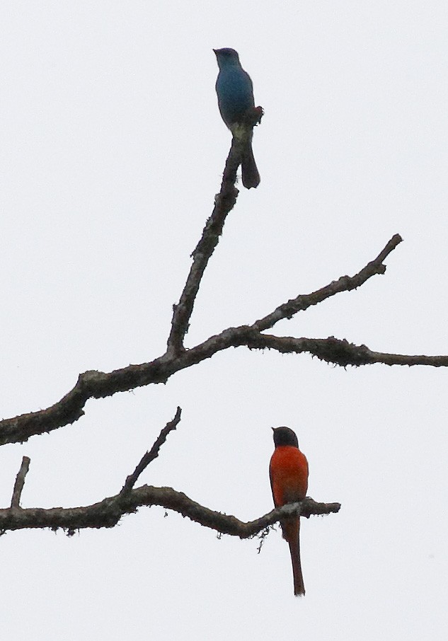 Long-tailed Minivet - ML62118431