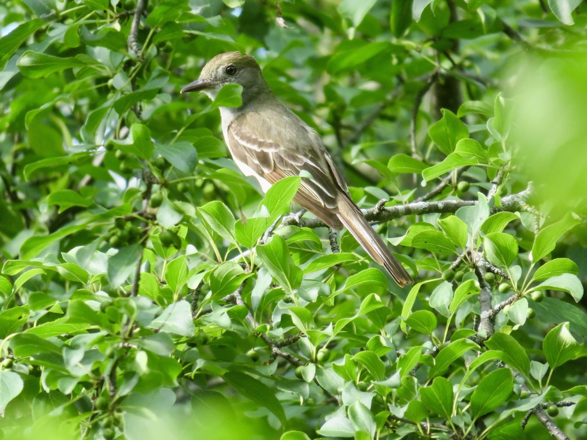 Great Crested Flycatcher - ML621184311